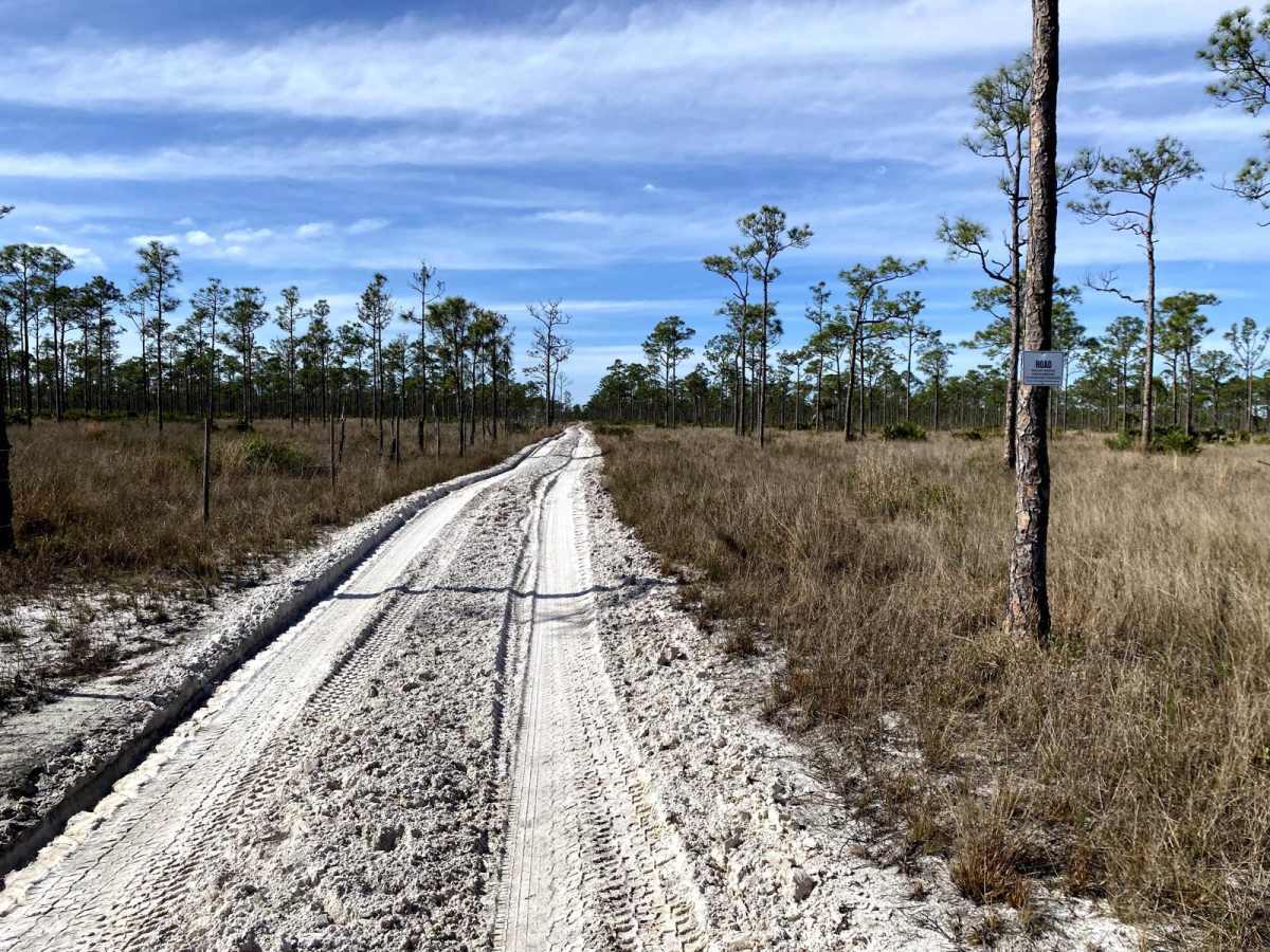 Road 2 - Babcock-Webb WMA trail photo