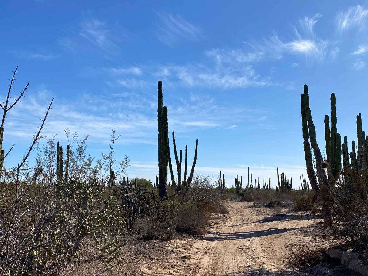 Vizcaino Cutoff photo 5