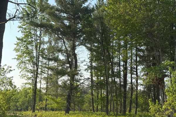 Buttermilk Creek Trail