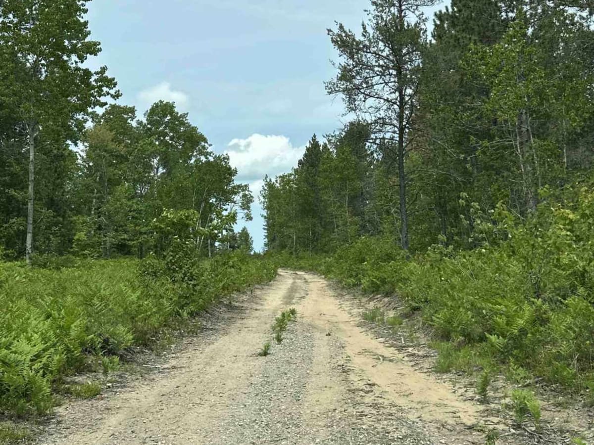 FS 3637 photo 3