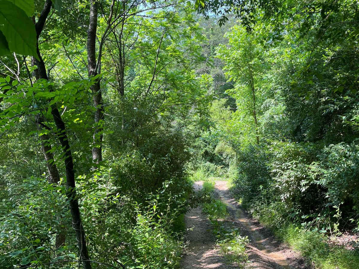 Trail 6 photo 6