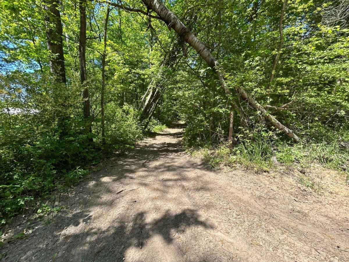 Forest Road 5298 trail photo