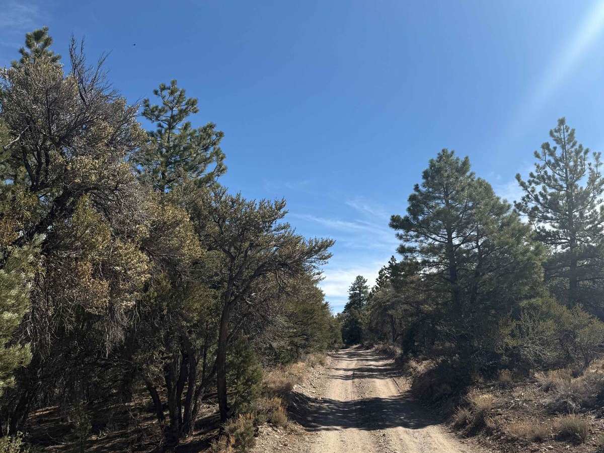 Champion Road photo 3