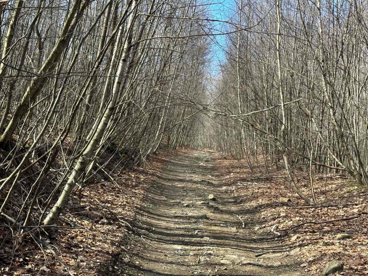 Locust Gap 48 trail photo