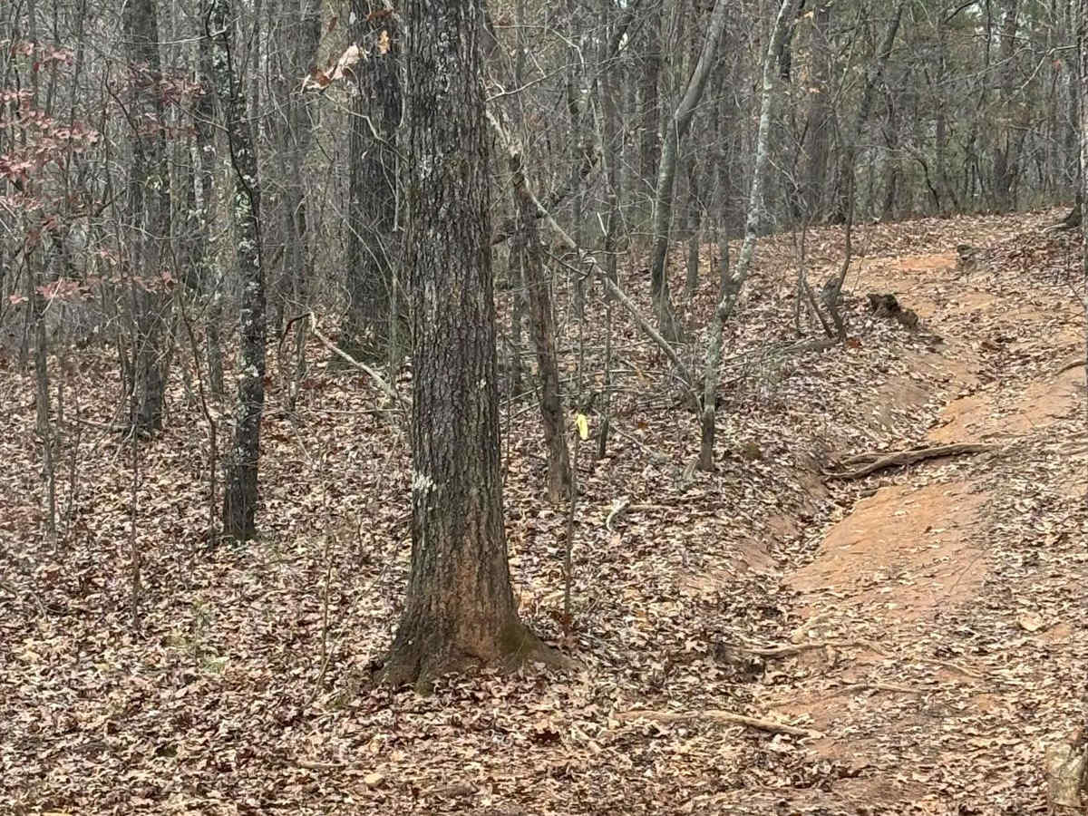 Magnolia Trail photo 6
