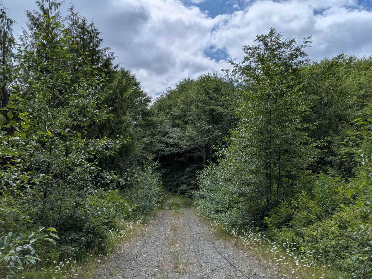Simpson 1000  trail photo