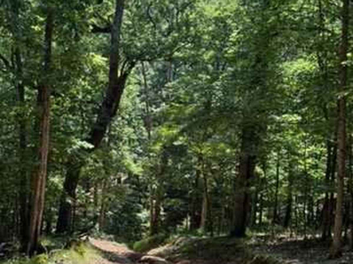 Alli's Trail photo 3