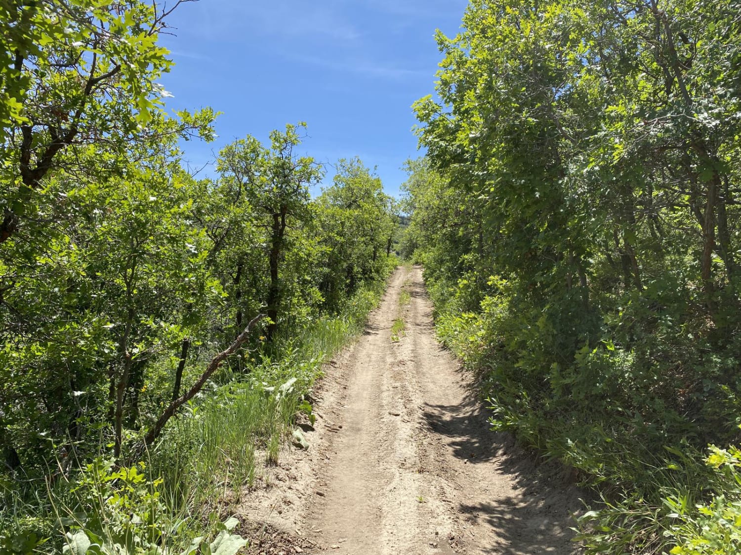 Maple Springs Trail