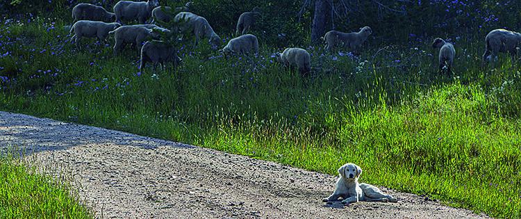 Farwell Mountain via Lost Dog