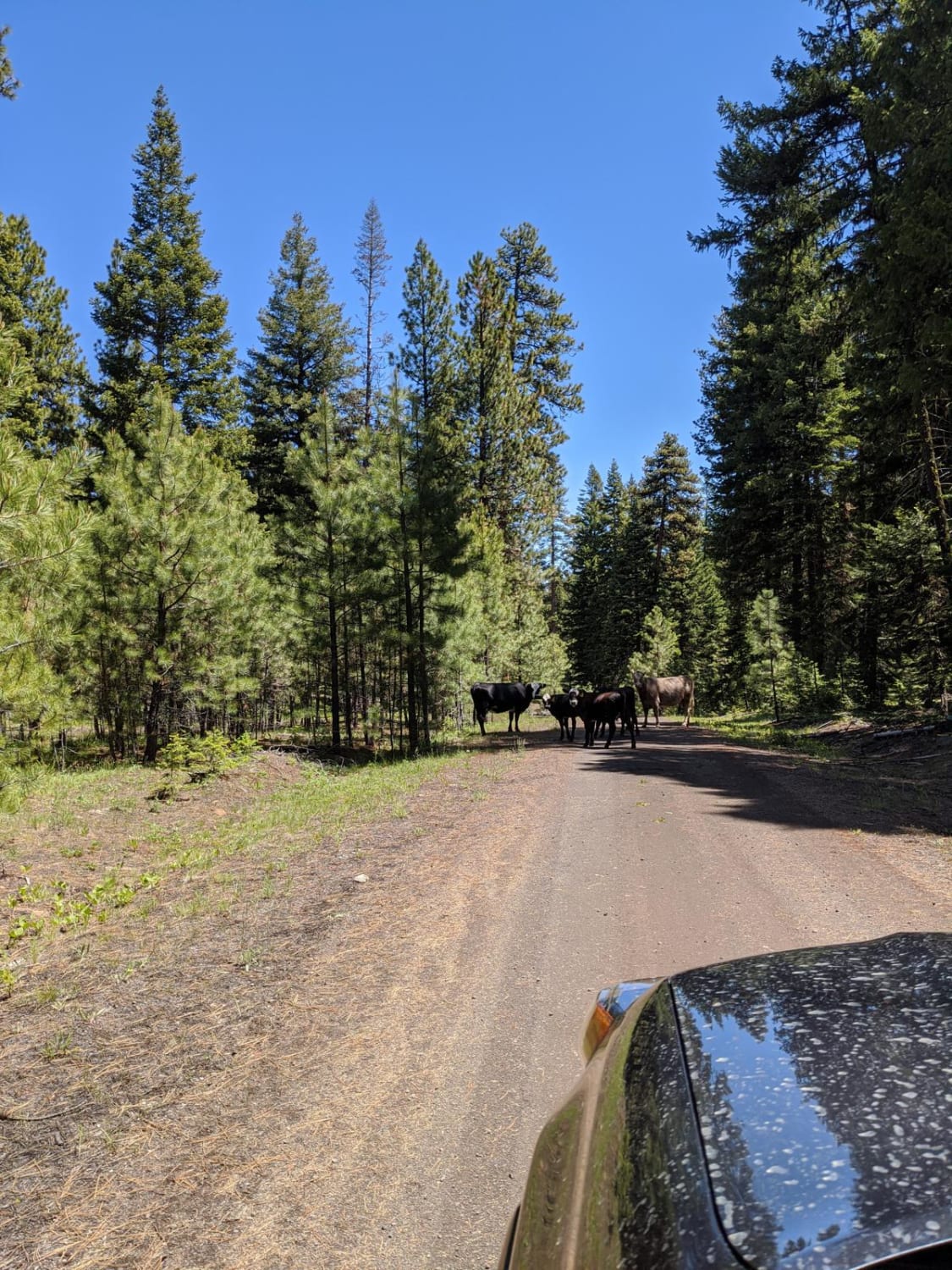 Wild Cattle Trail