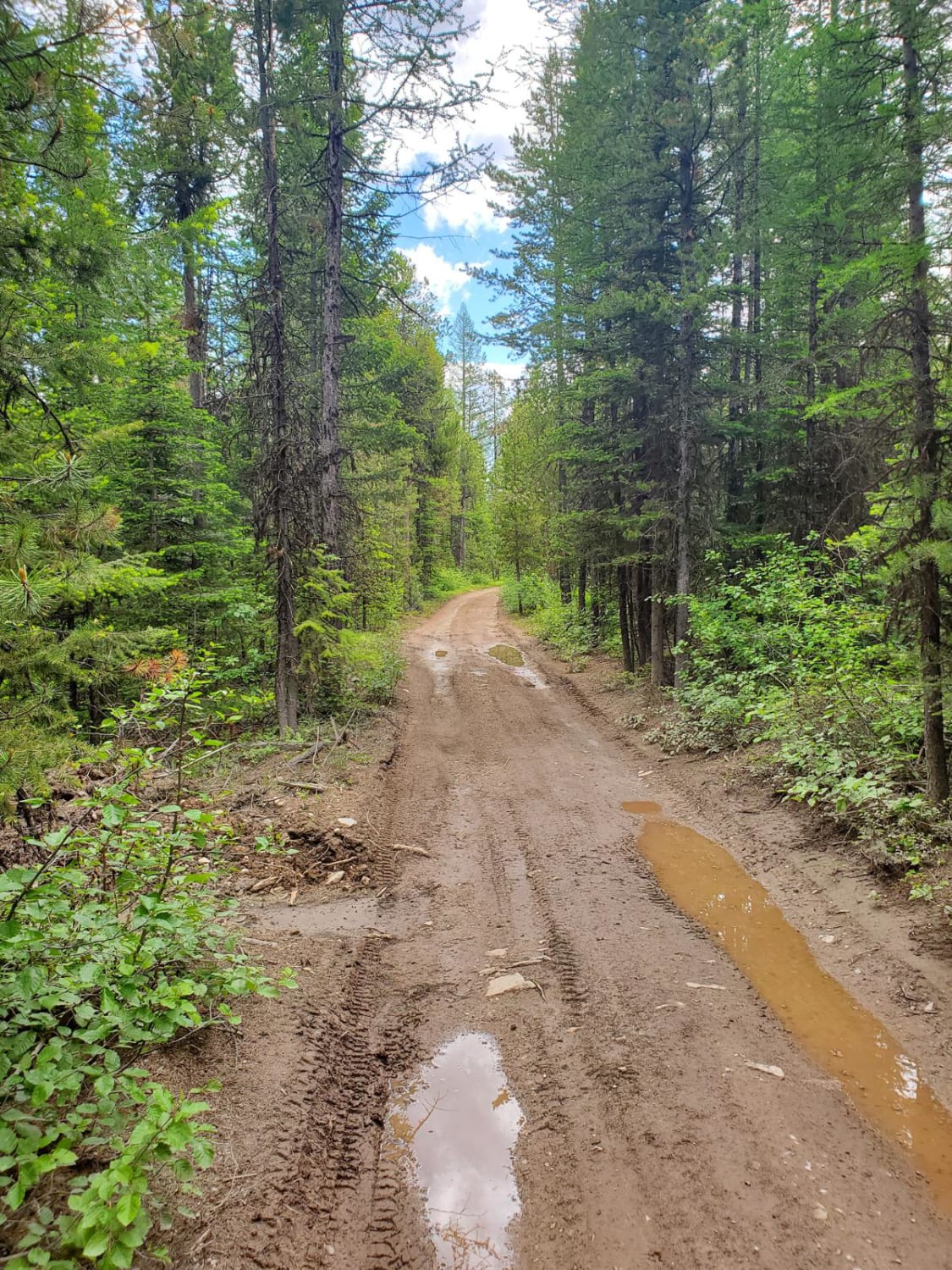 Discover Off-road Trails in West Glacier, Montana: Beginners