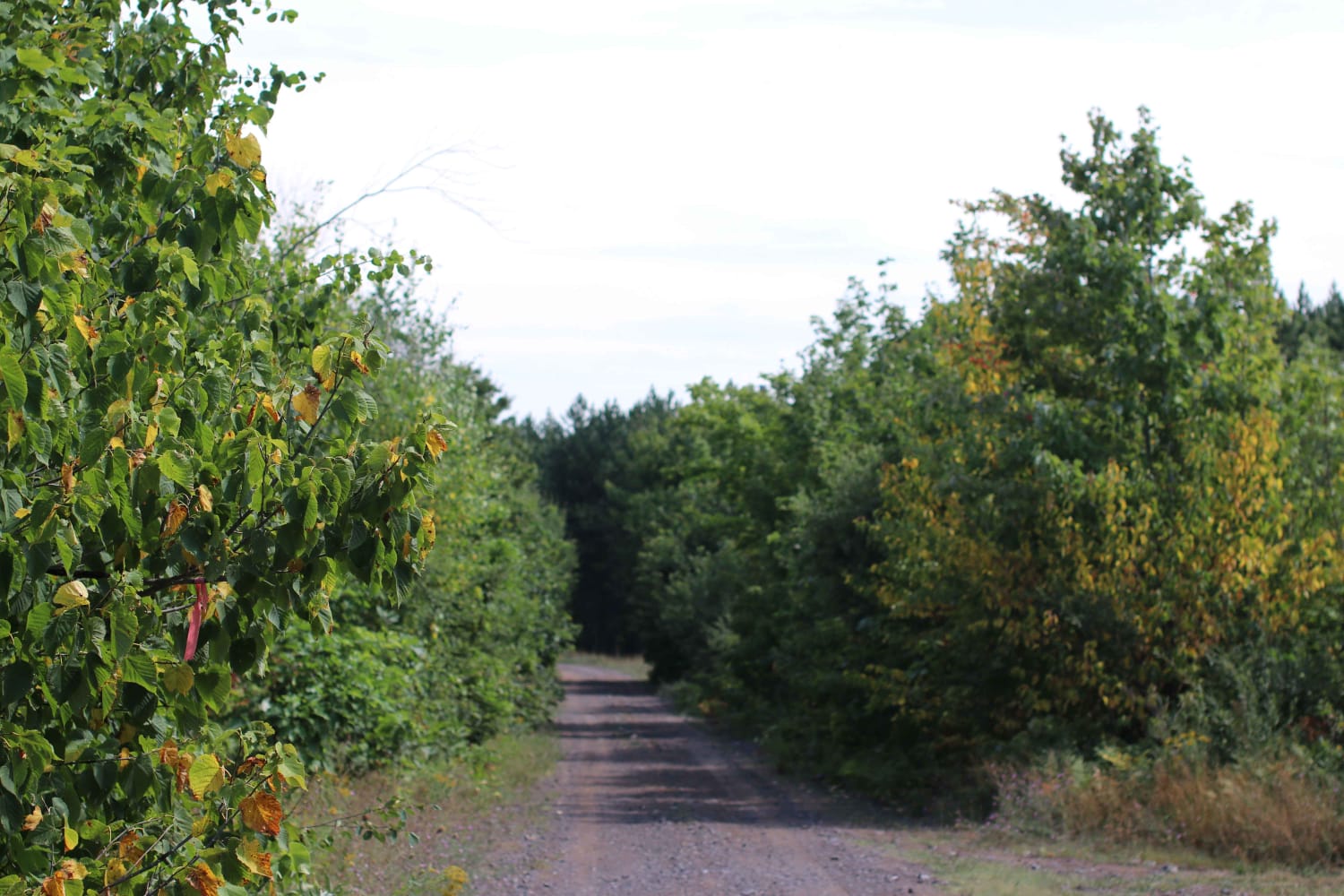 Mill Mine Trail