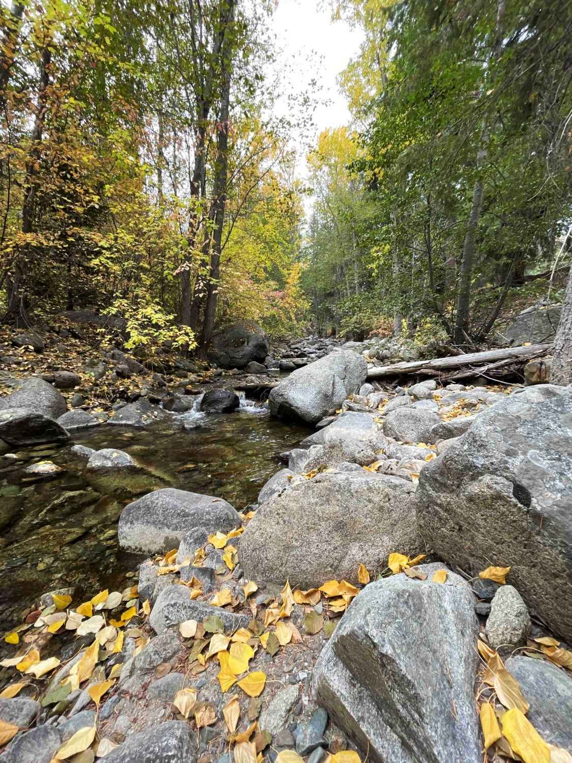 North Fork Gold Creek