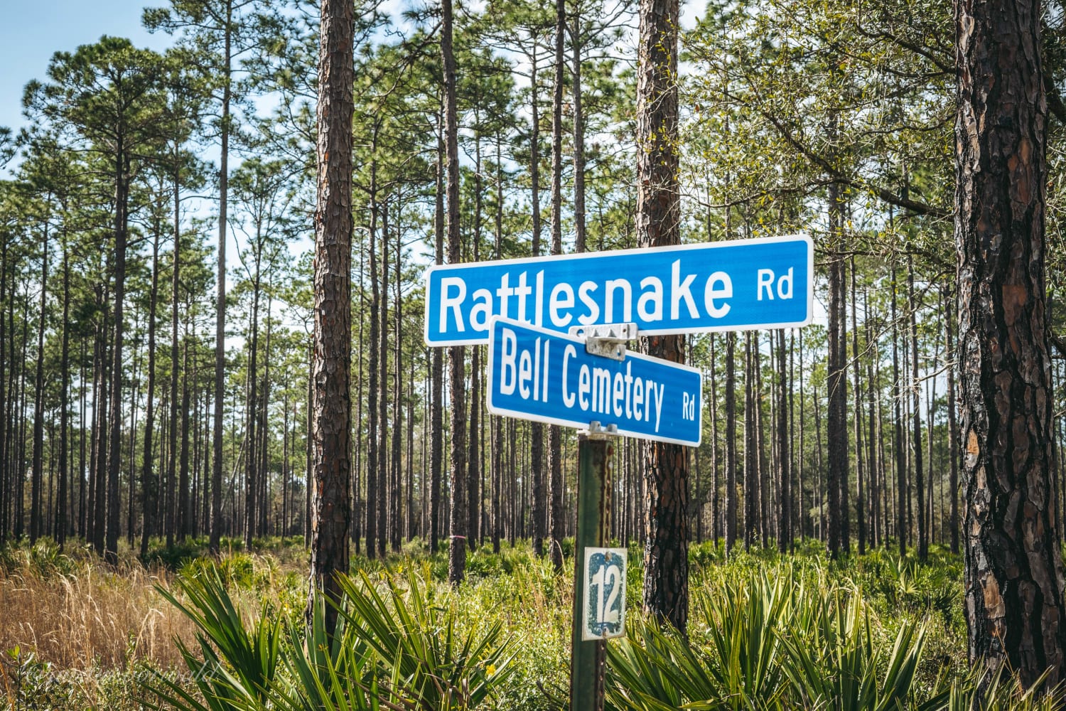 Rattlesnake Road - Jennings State Forest