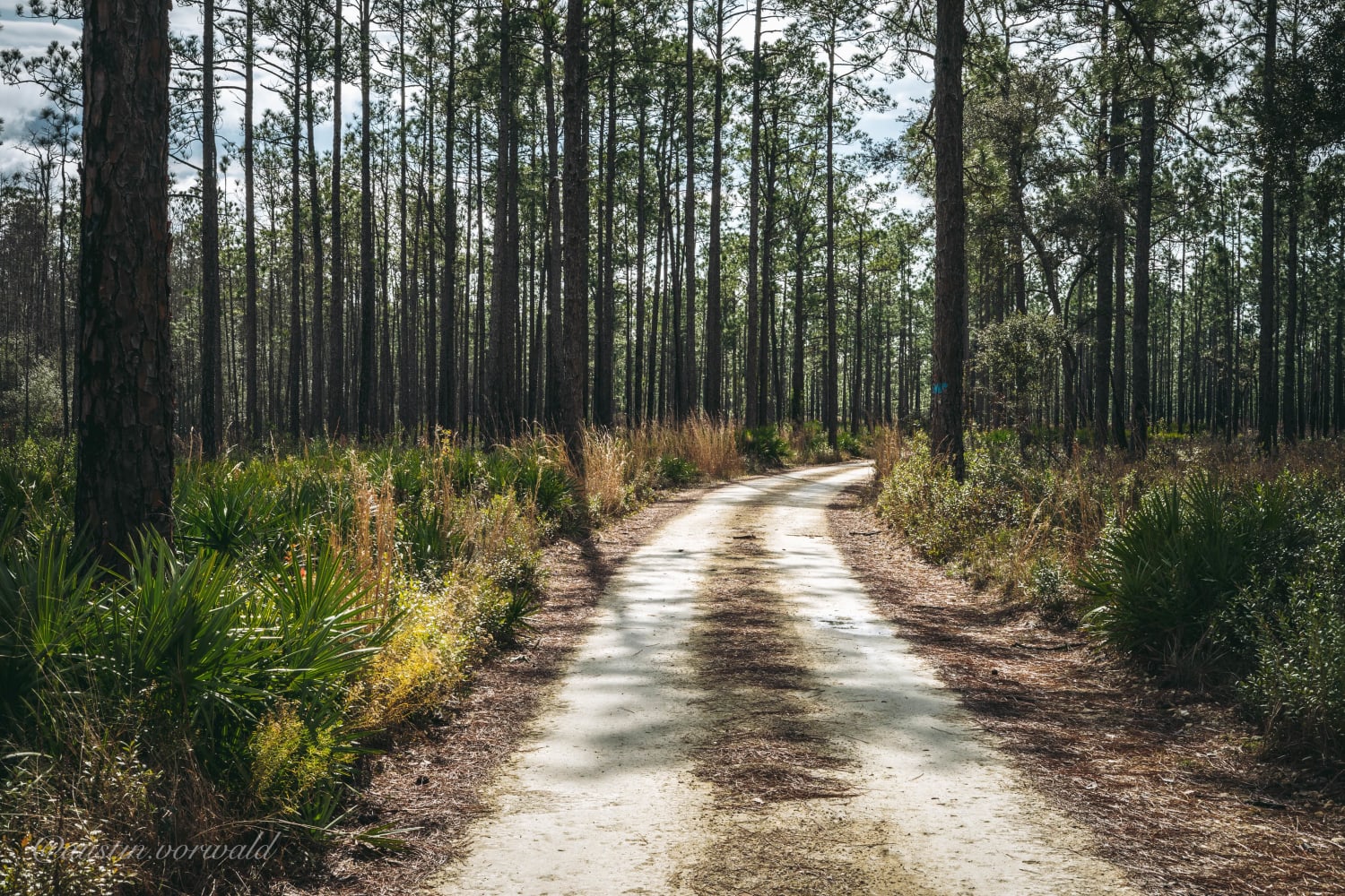 Bell’s Cemetery Road – Jennings State Forest