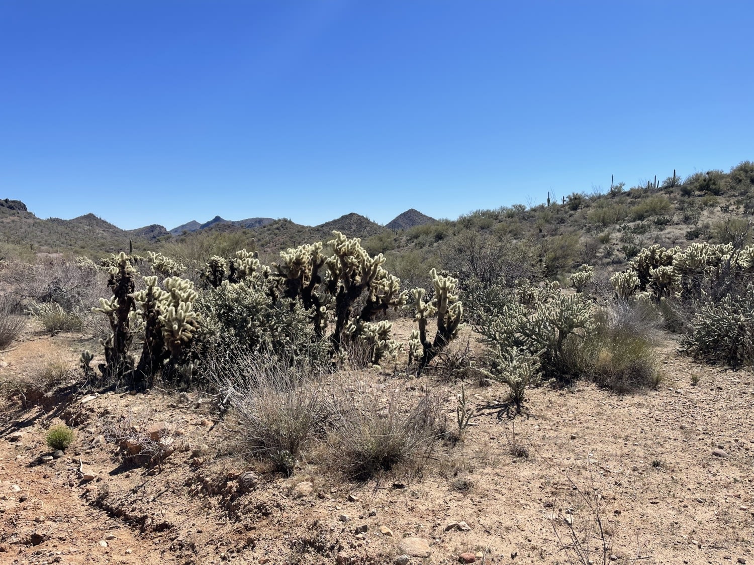 Lower Scenic Loop Road