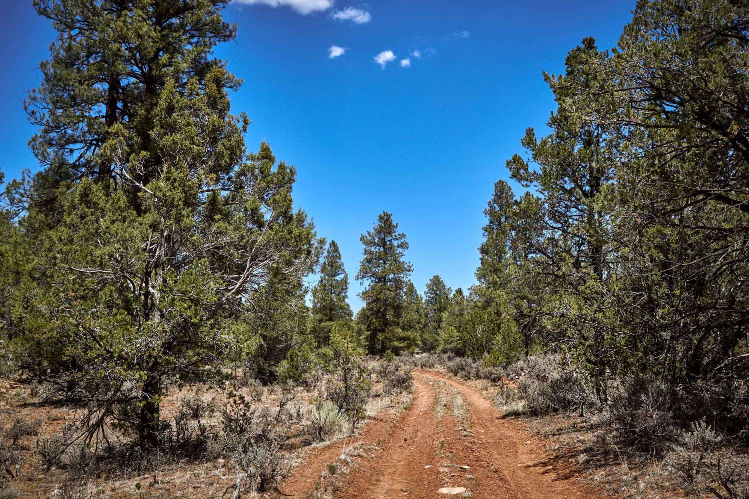 Cowpie Cowboy Trail