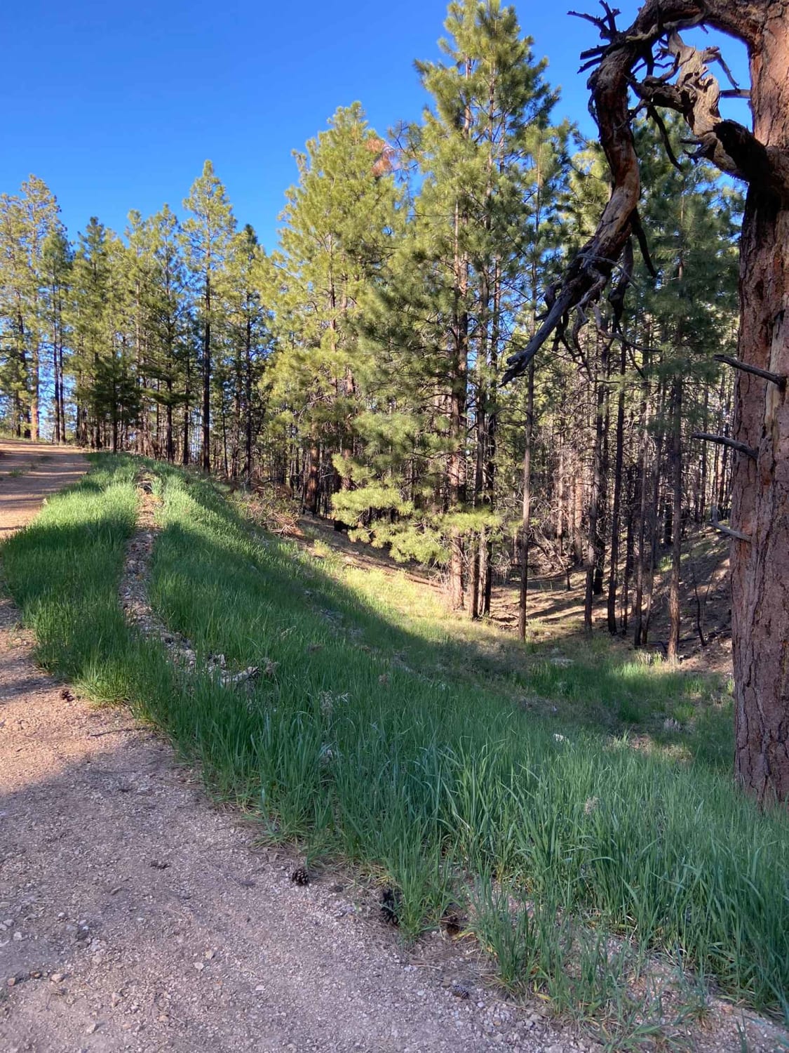 Jacob Lake Burn Piles