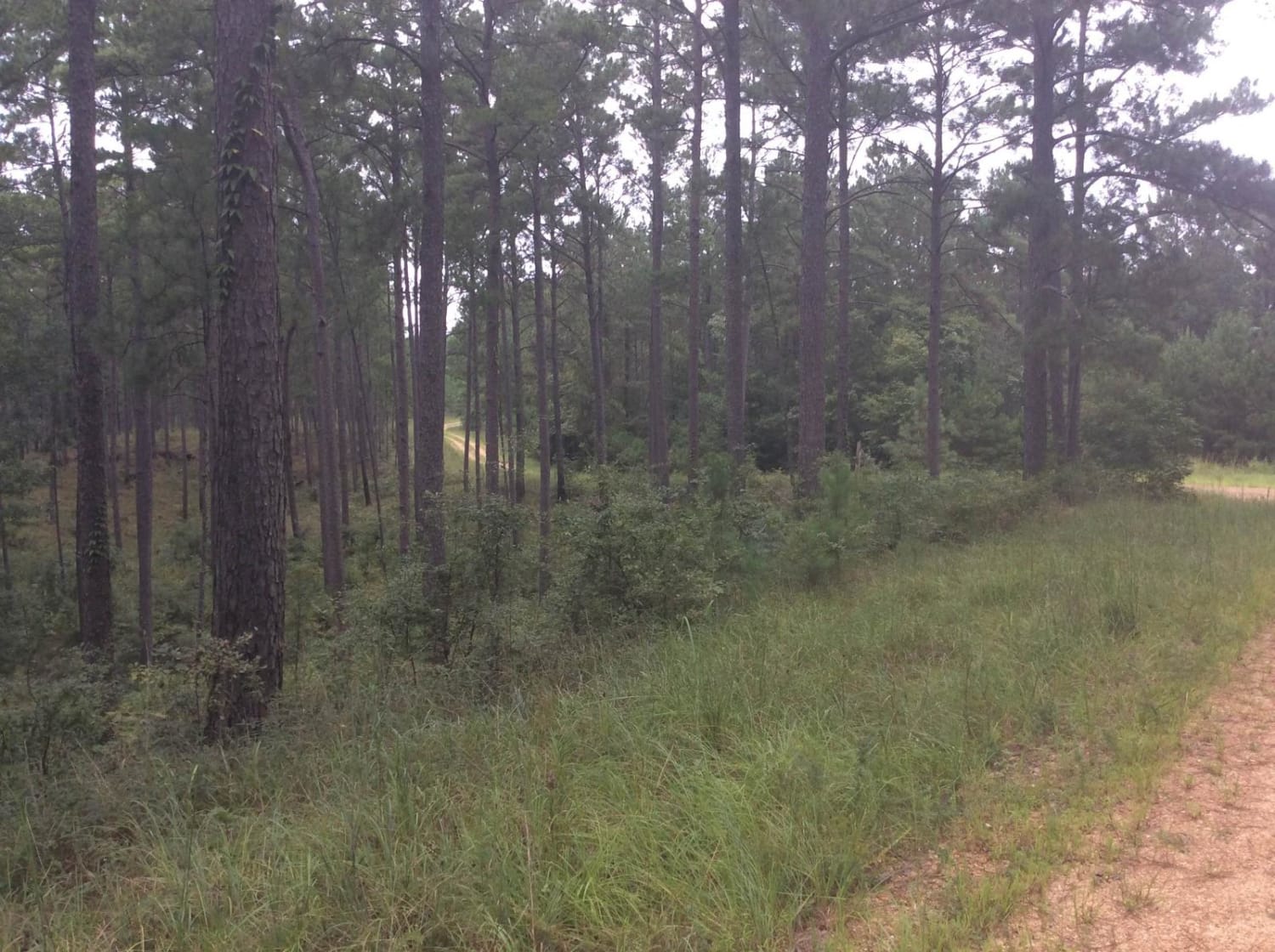 HCNF Swayze Trace Trail