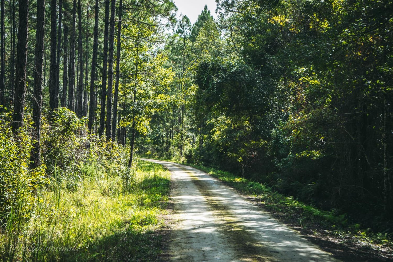 Four Creeks State Forest Main Road