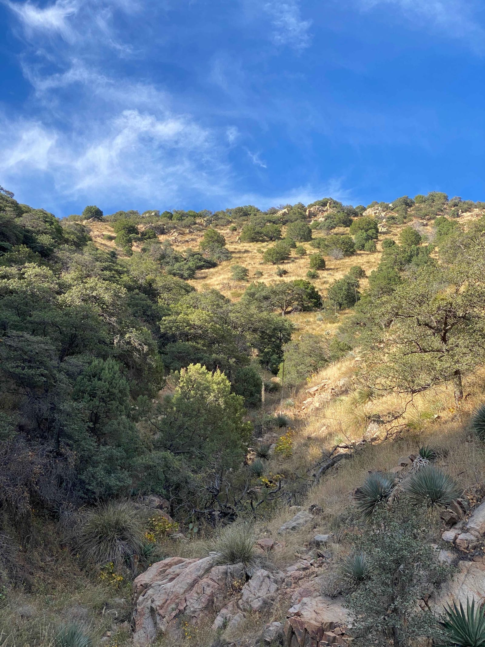 マウンテンリサーチ　mountain research bush walker MOUNTAIN RESEARCH(マウンテンリサーチ) 