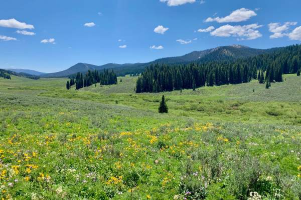 Smith Forks