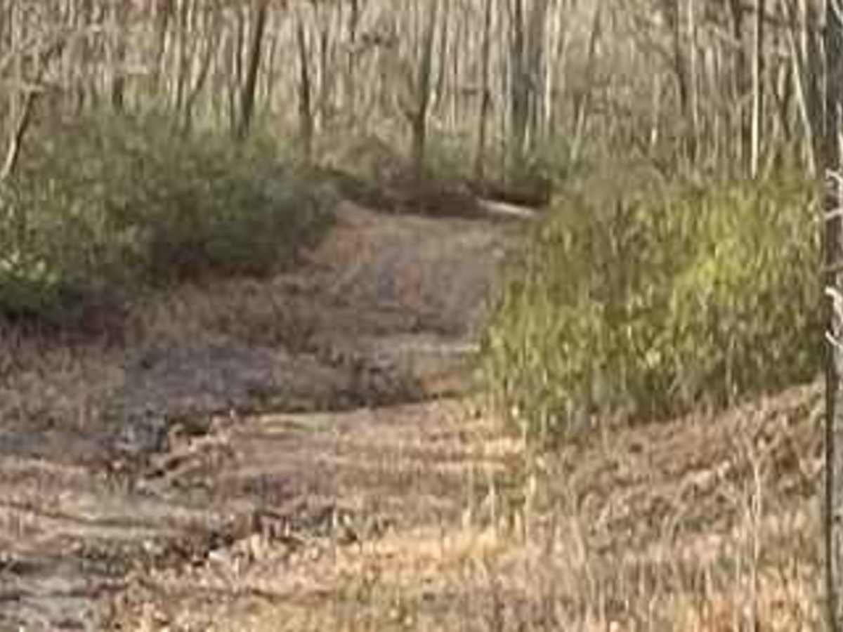 Hoover Nelson photo 3