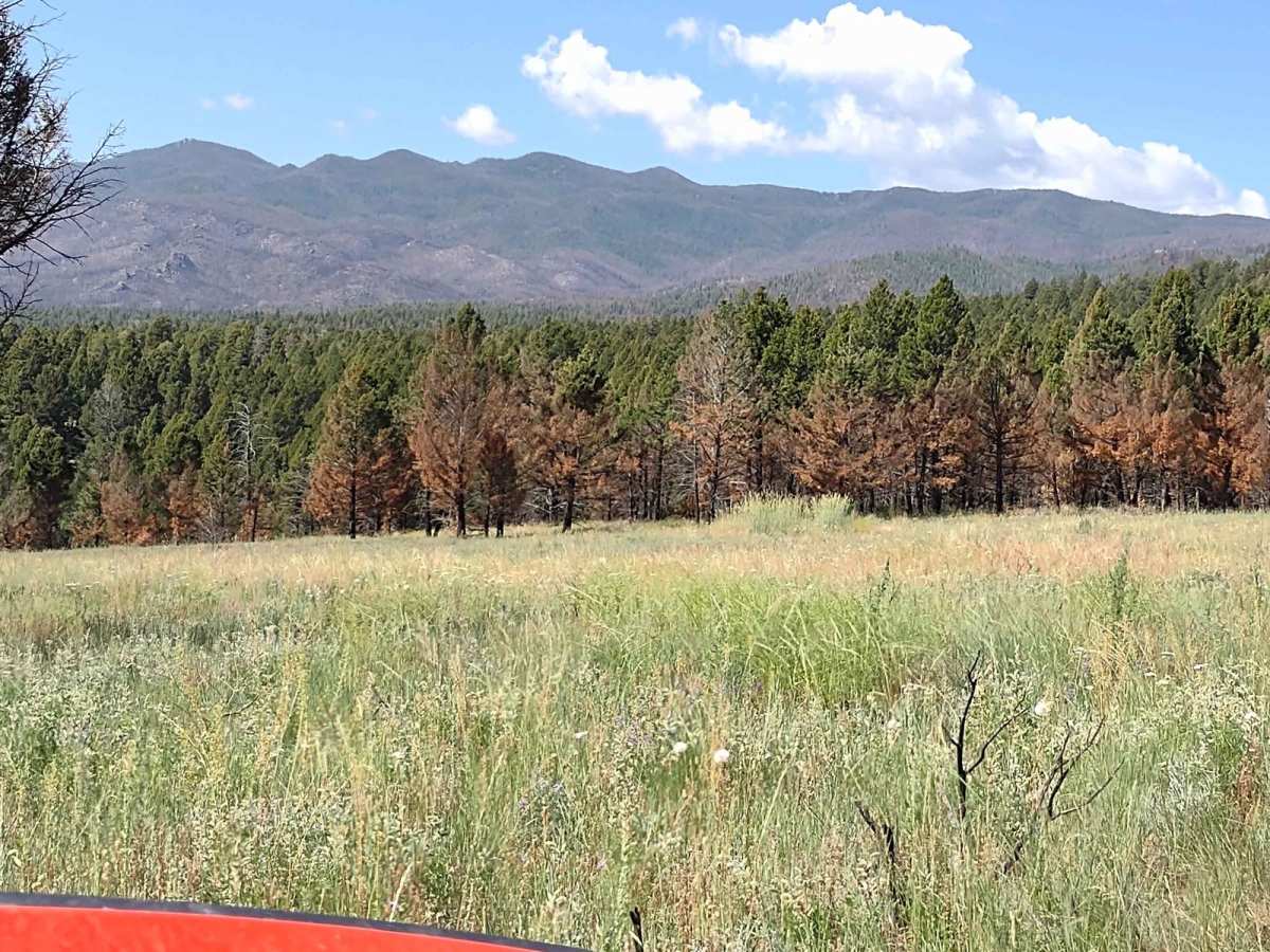 High Mountain Meadows trail photo