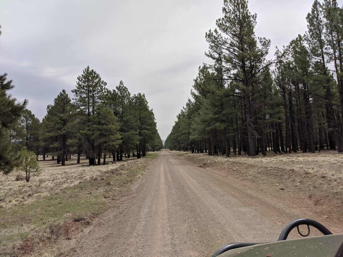 Lava River Cave Road photo 3