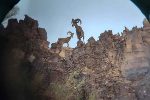 Rockin' Ram Trail