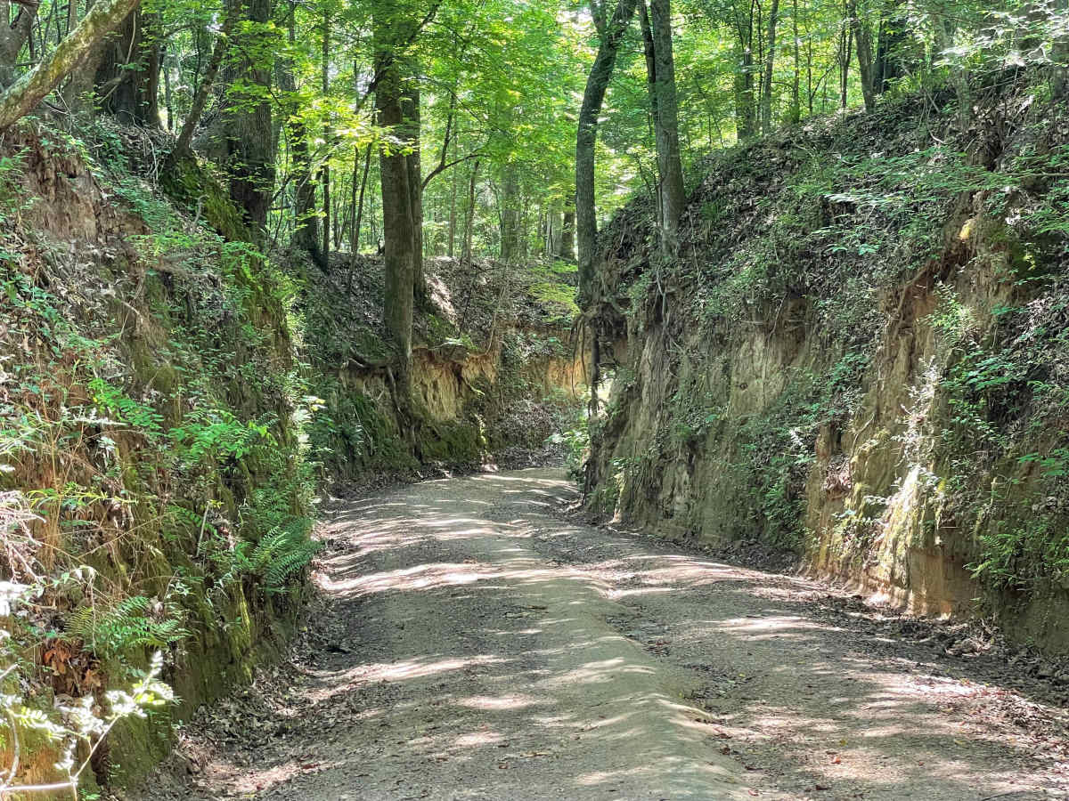 Tunica Hills WMA Trail 1 photo 3