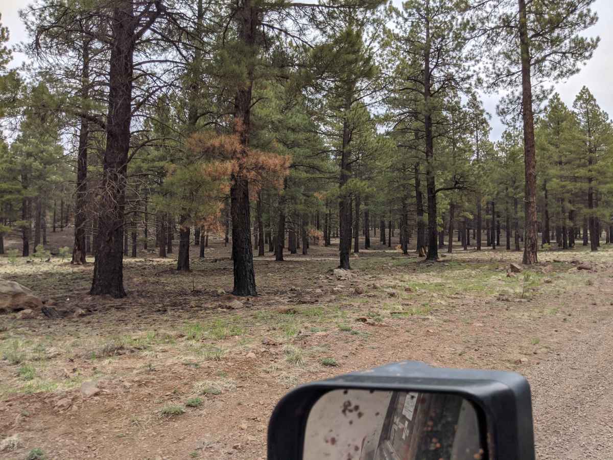 Lava River Cave Road photo 4