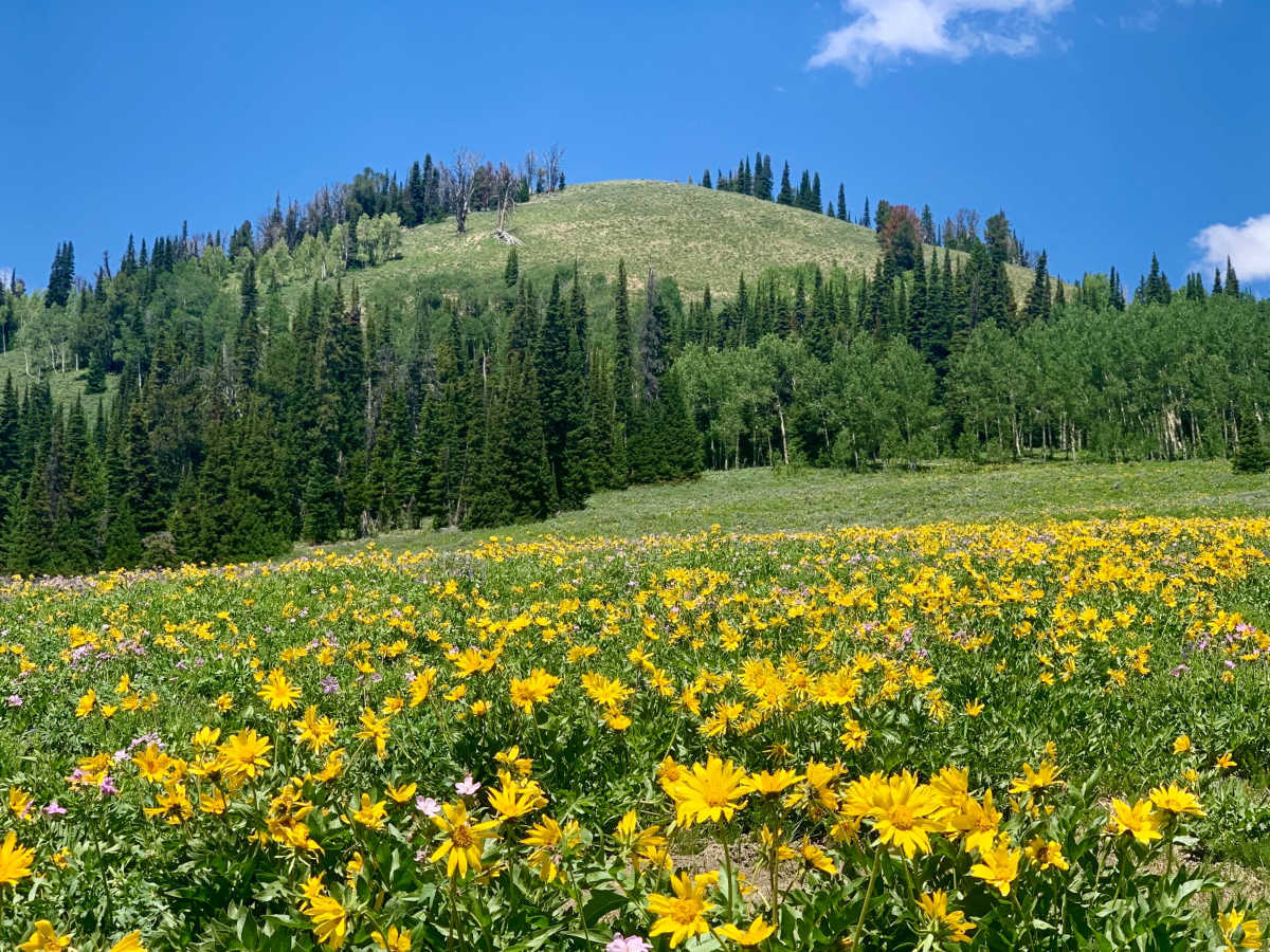 Smith Forks photo 6